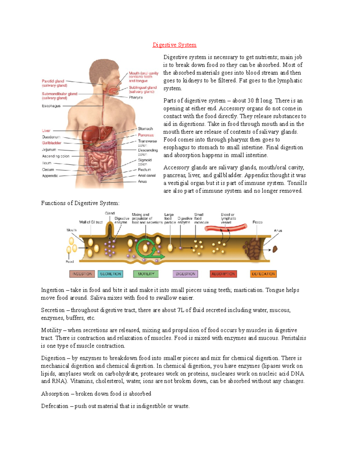 Digestive System - Lecture Notes 7 - Digestive System Digestive System ...