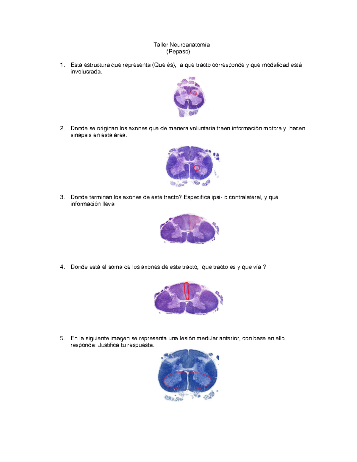 Taller Neuroanatomía (ejercicios) (1) - Taller Neuroanatomía (Repaso ...