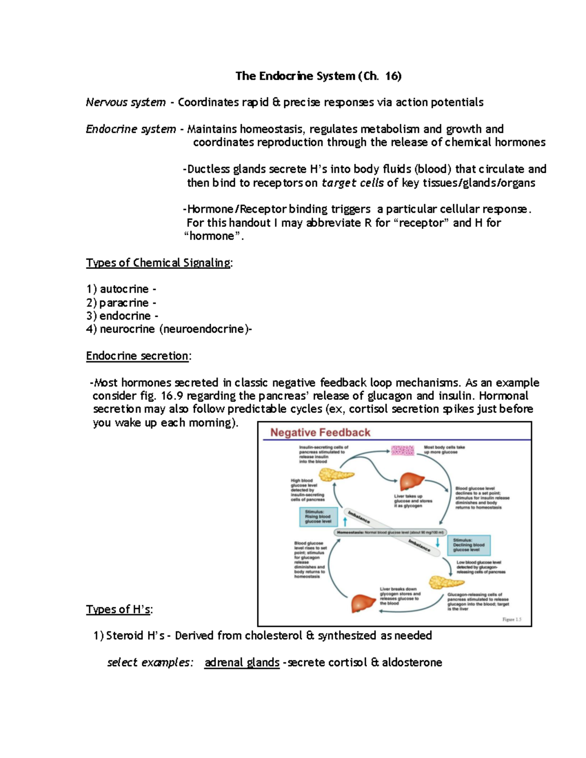 Endocrine System (Ch. 16) - The Endocrine System (Ch. 16) Nervous ...