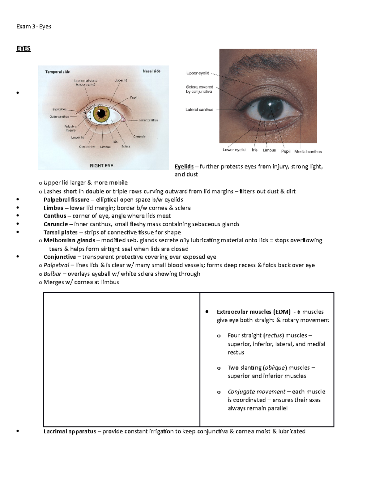 295- Eyes - studyguide - EYES Eyelids – further protects eyes from ...