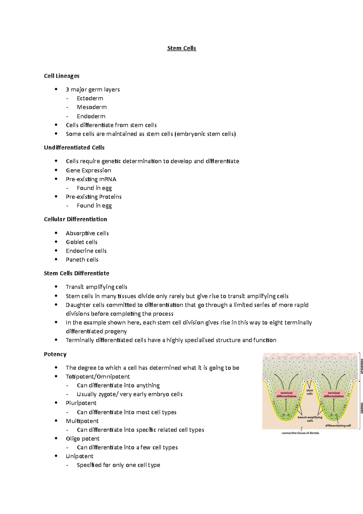 Stem Cells - Lecture notes 1 - Stem Cells Cell Lineages 3 major germ ...