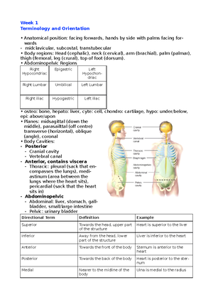 Cells and epithelium-lecture week 1 lecture notes for anatomy - Cells ...