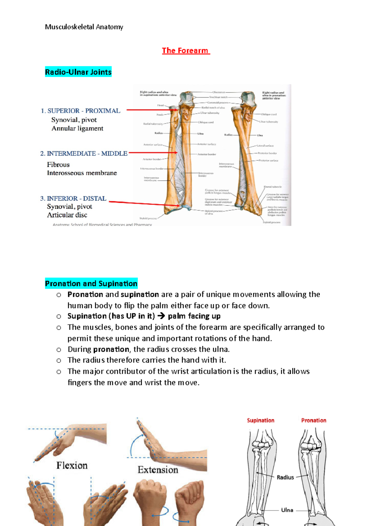 The Forearm Notes - The Forearm Radio-Ulnar Joints Pronation and ...