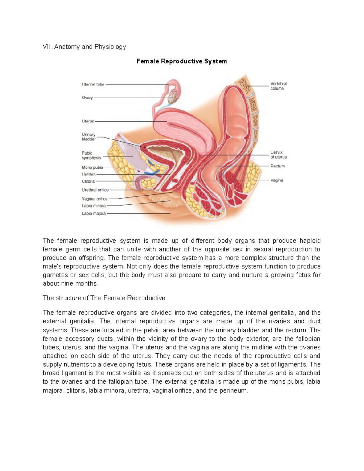 Anatomy and Physiology lecture notes - VII. Anatomy and Physiology ...