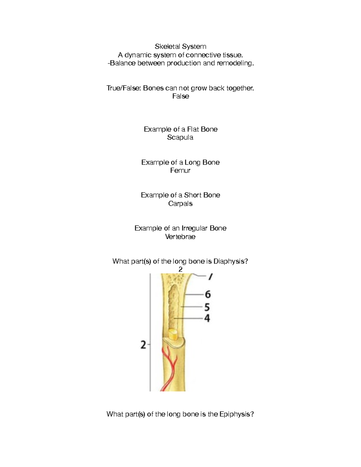 bio161-psu-final-exam-practice-skeletal-system-a-dynamic-system-of-connective-tissue-balance