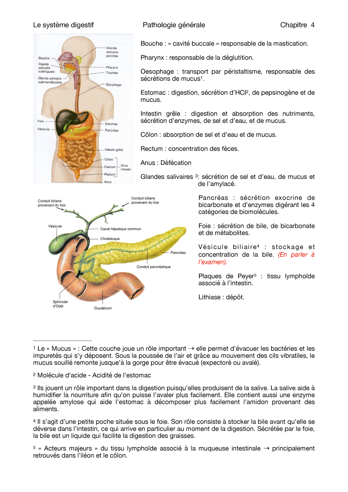 Le Système Digestif - Bouche : « Cavité Buccale » Responsable De La ...