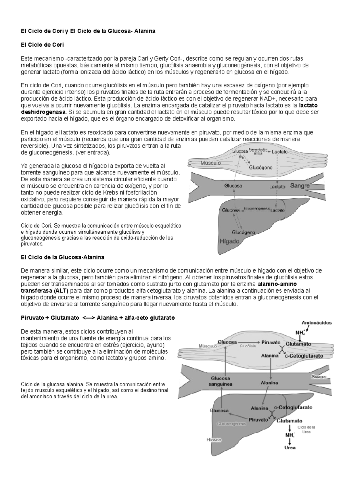 Ciclo De Cori Y De La Glucosa Alanina El Ciclo De Cori Y El Ciclo De La Glucosa Alanina El Ciclo Studocu