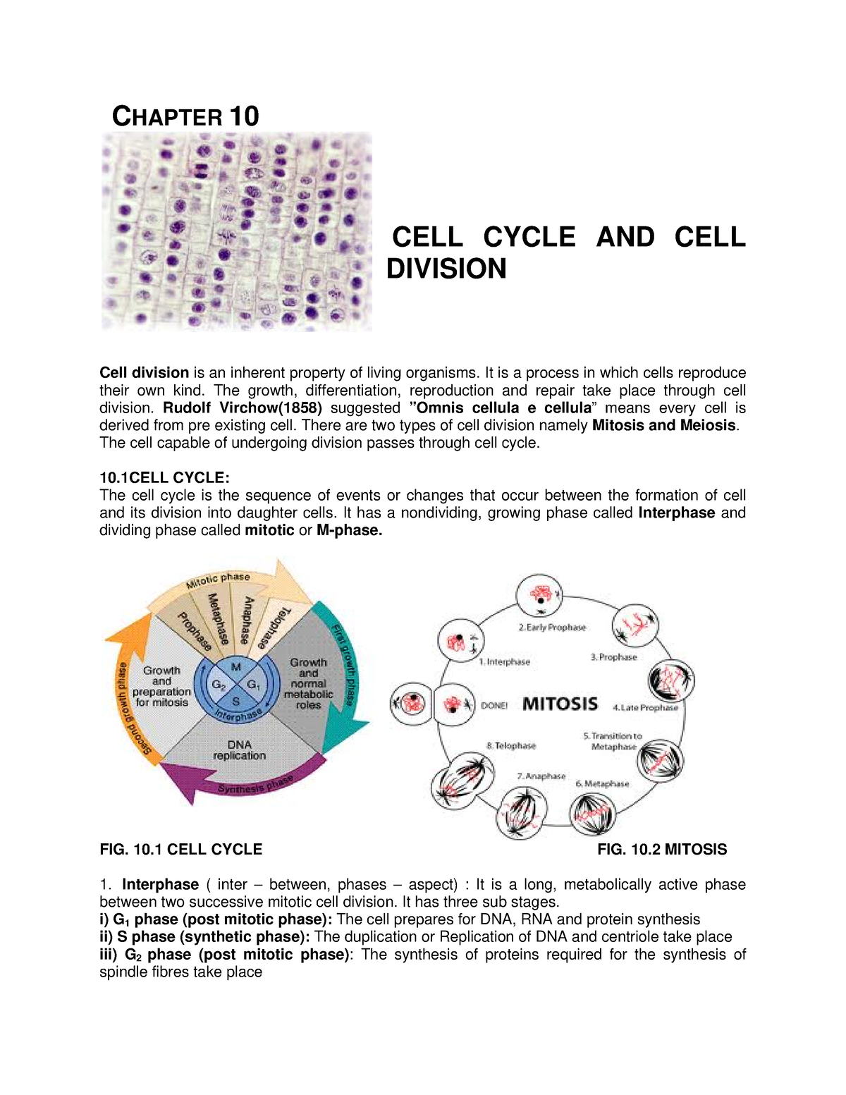 cell-division-short-notes-chapter-10-cell-cycle-and-cell-division