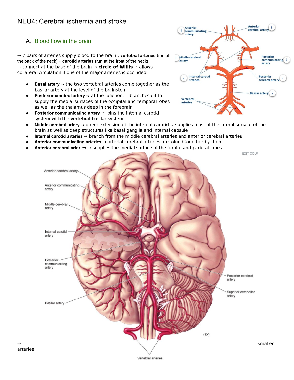 Neu4 Cerebral Ischemia And Stroke - Blood Flow In The Brain → 2 Pairs 