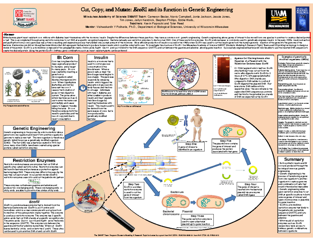 Insulin production - Microbiologia - Studocu