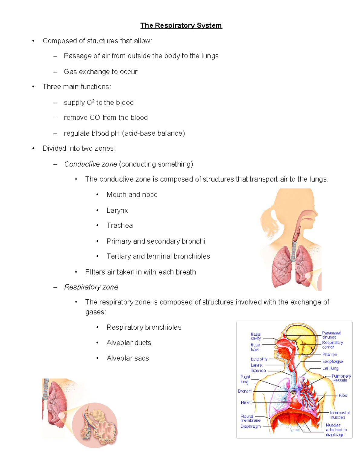 The Respiratory Day 1- Blanks - The Respiratory System Composed of ...