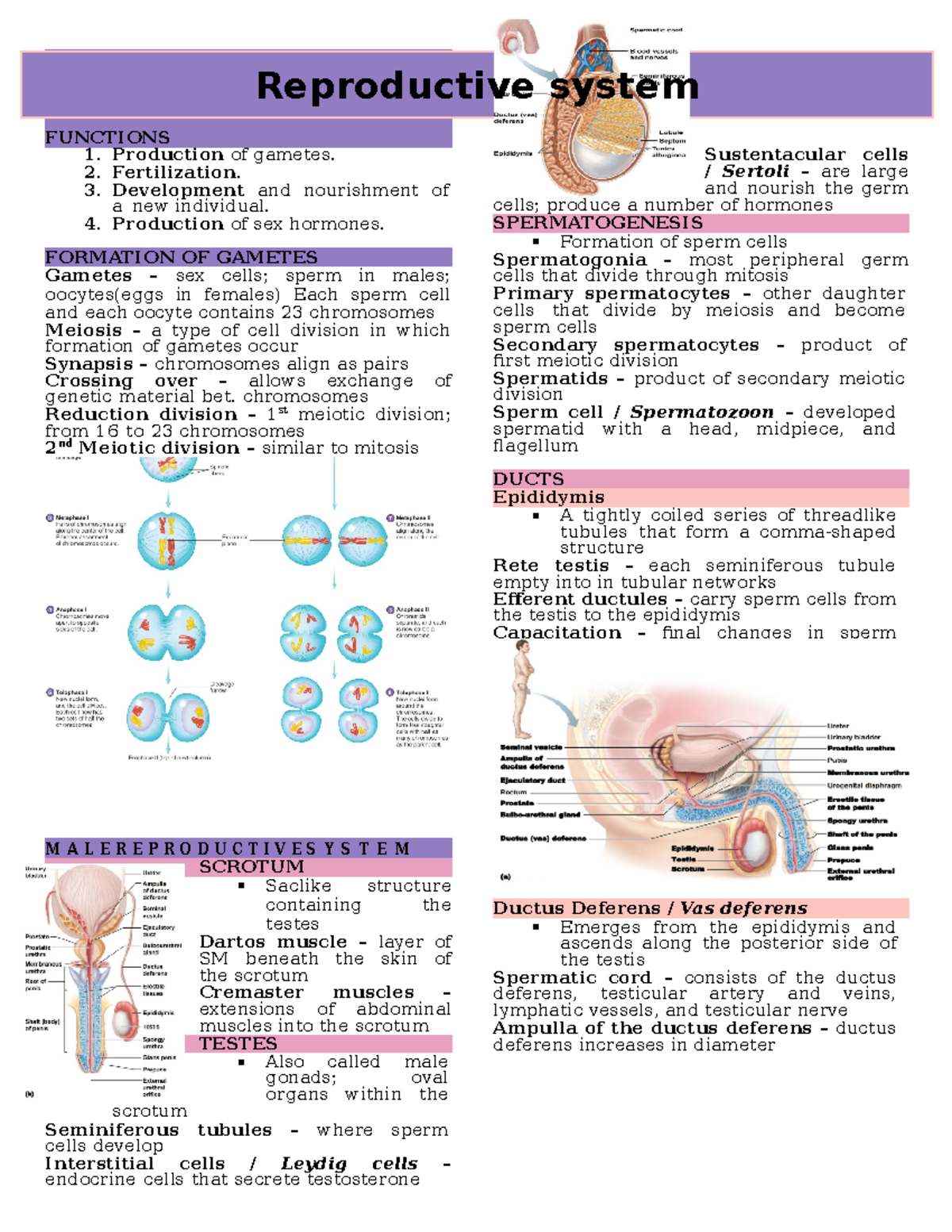 Reproductive System - FUNCTIONS Production of gametes. Fertilization ...