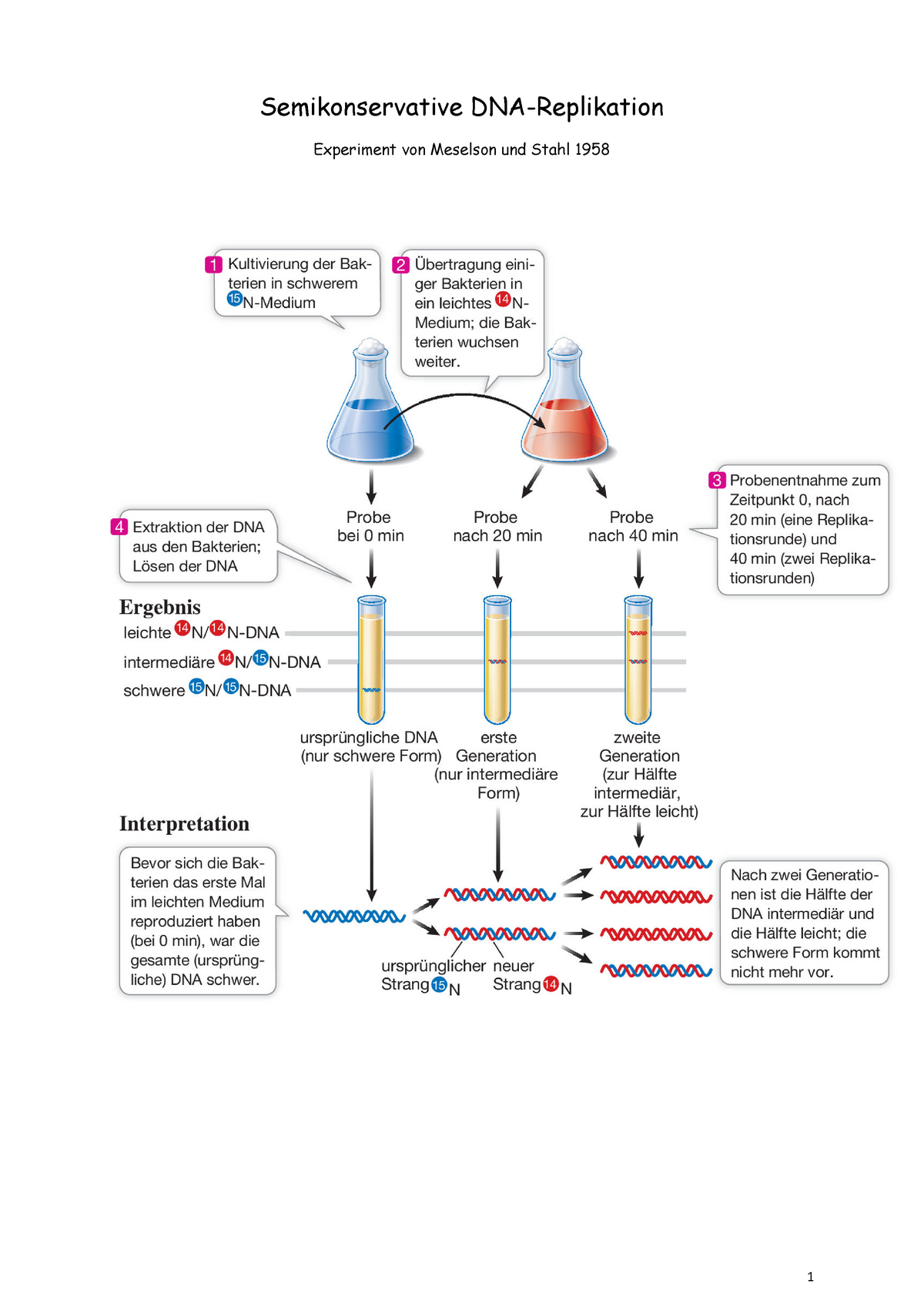 meselson und stahl experiment zusammenfassung