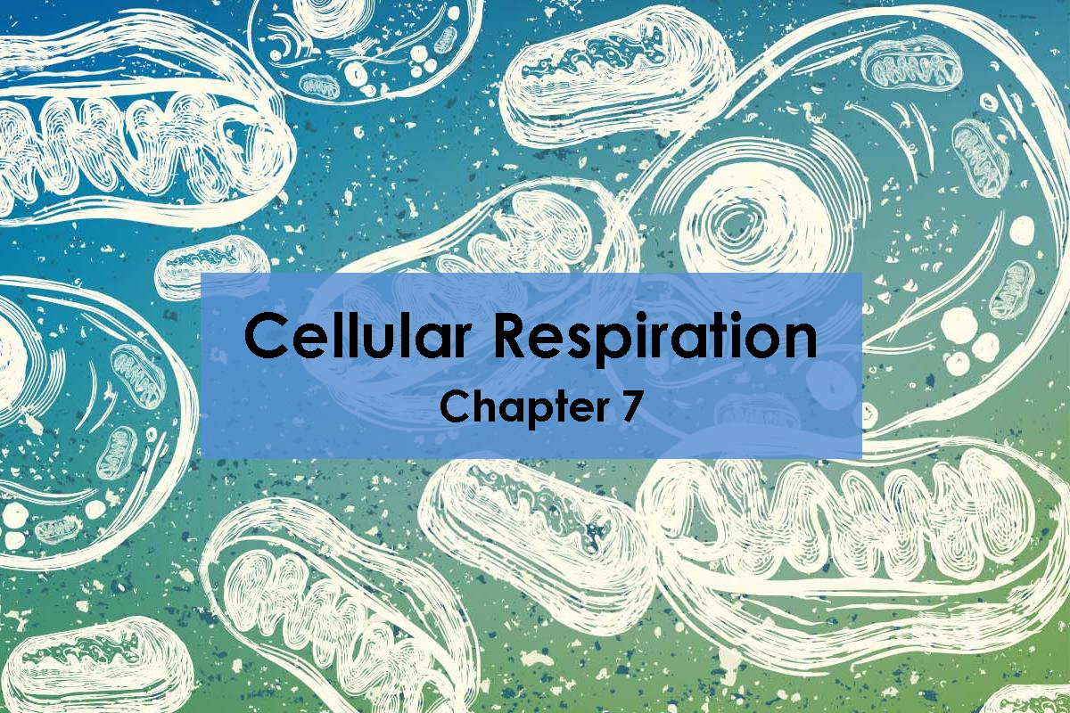 8 - Cellular Respiration (Moodle) - Cellular Respiration Chapter 7 ...