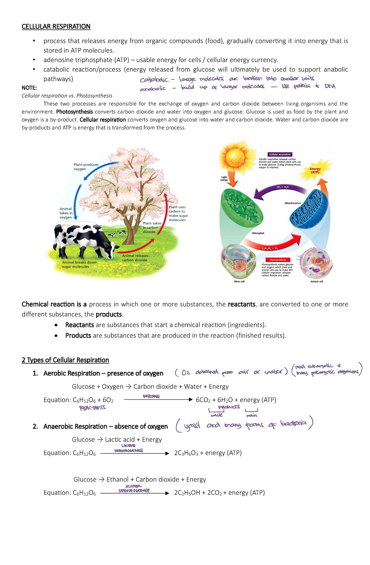 Cellular-Respiration-Ed - CELLULAR RESPIRATION process that releases ...