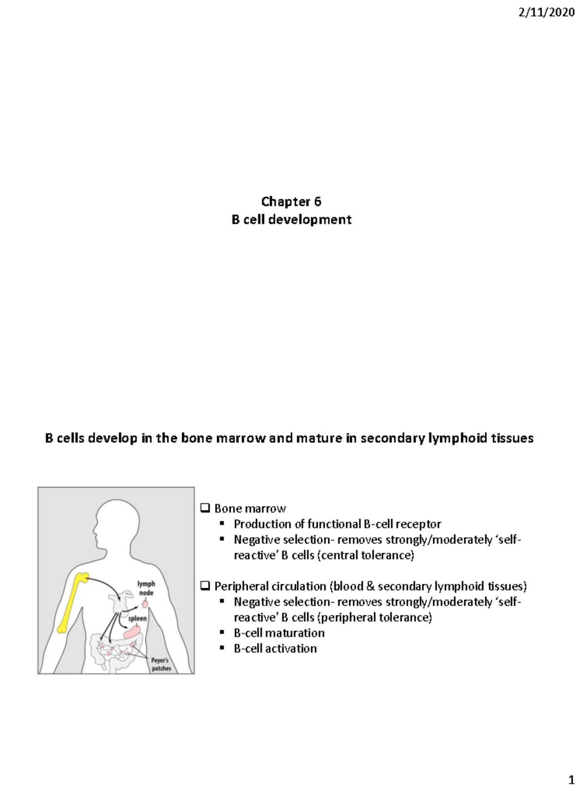 Immunology Ch. 6 - Chapter 6 notes - Chapter 6 B cell development Bone ...