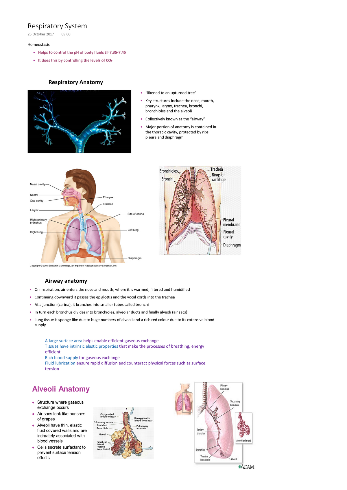 Respiratory system - breathing, that is a good thing - Warning: TT ...