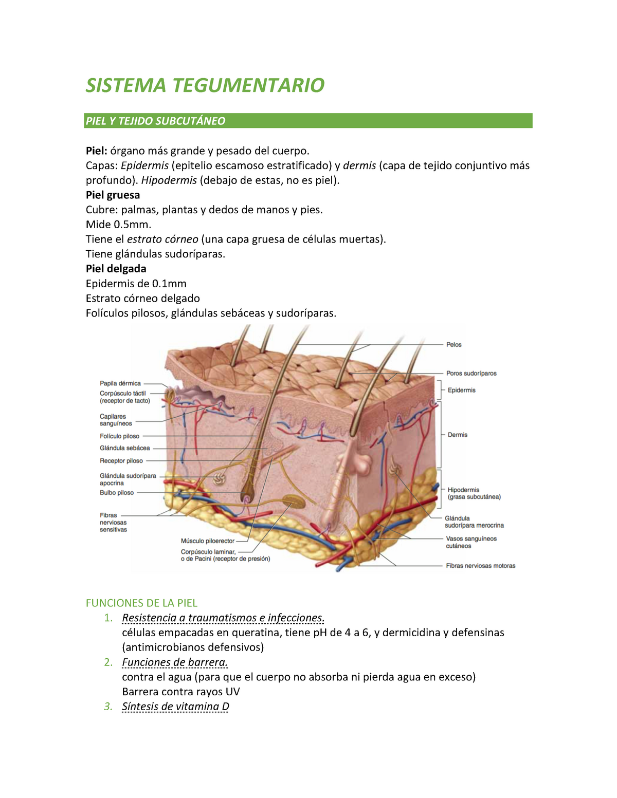 Sistema Tegumentario Humano Bioenciclopedia Sistema Tegumentario Humano Porn Sex Picture