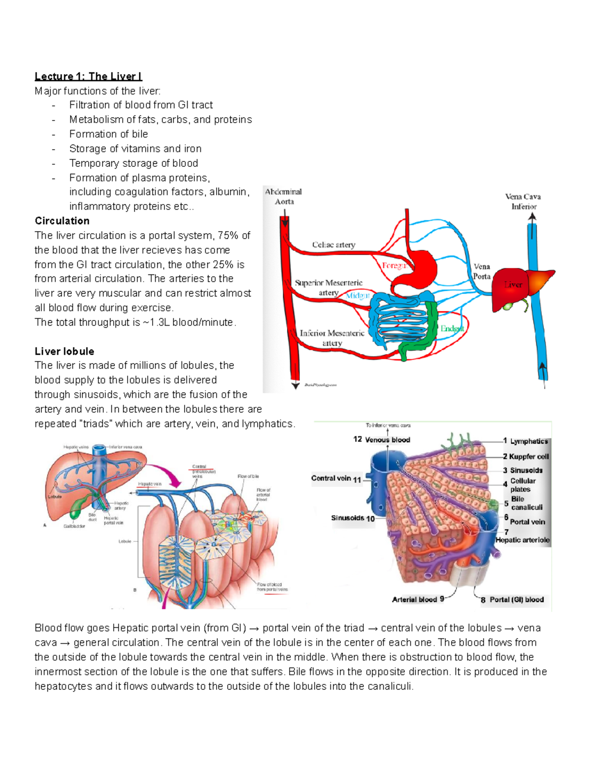 BMSC335 Test 1 cheat sheet Lecture 1 The Liver I Major functions of