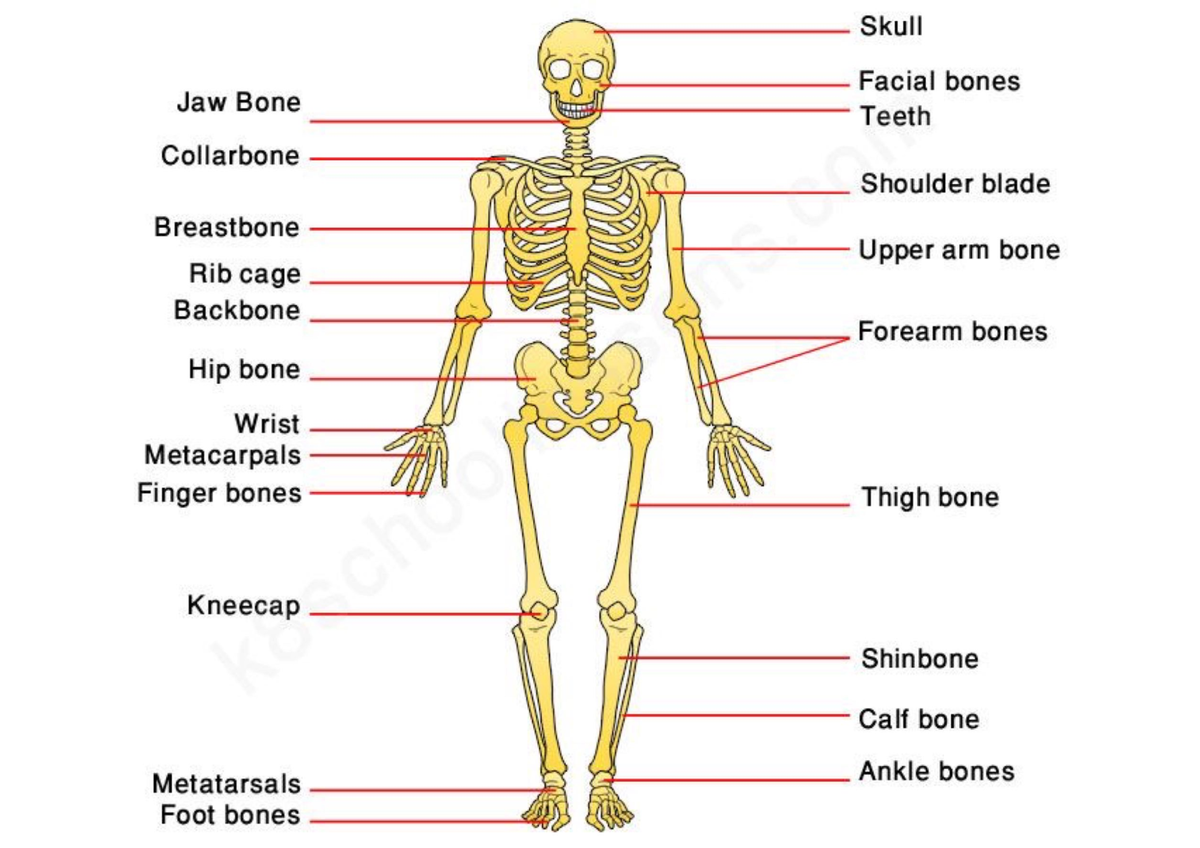 Learning with anatomy - BSC 216 - Studocu