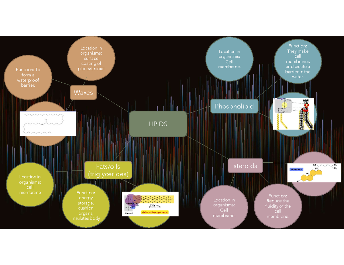 Lipid web Assignment LIPIDS Waxes Function To form a waterproof