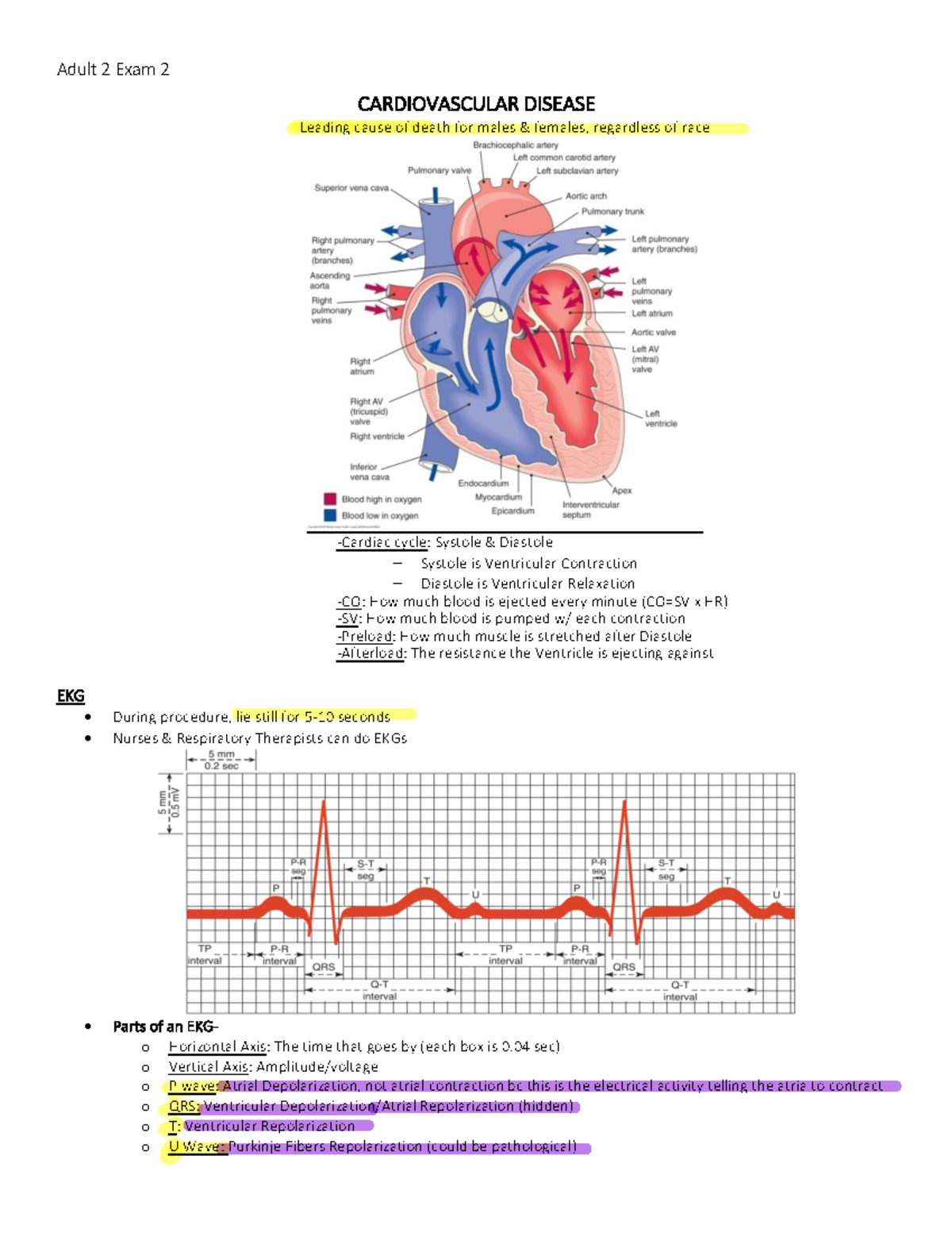 Adult II CVD Tutoring Notes - Adult 2 Exam 2 CARDIOVASCULAR DISEASE ...