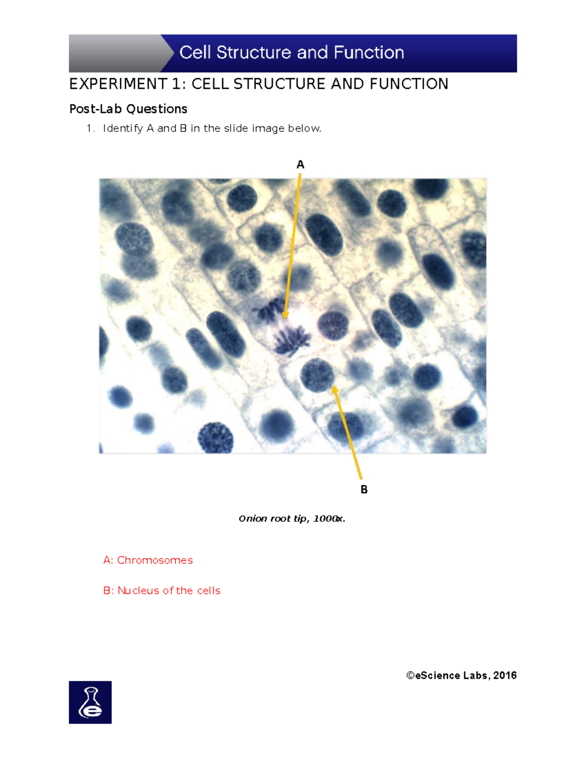 Lab2 Cell+Structure+Function Sp20 1 - EXPERIMENT 1: CELL STRUCTURE AND ...