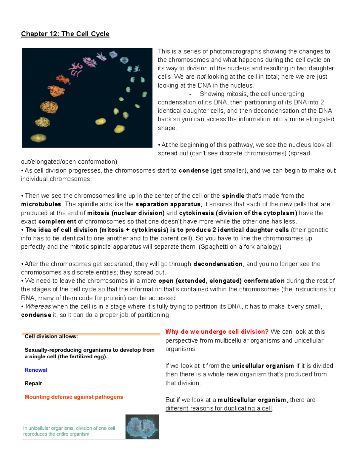 Chapter 12 Biology - The Cell Cycle - Chapter 12: The Cell Cycle This ...