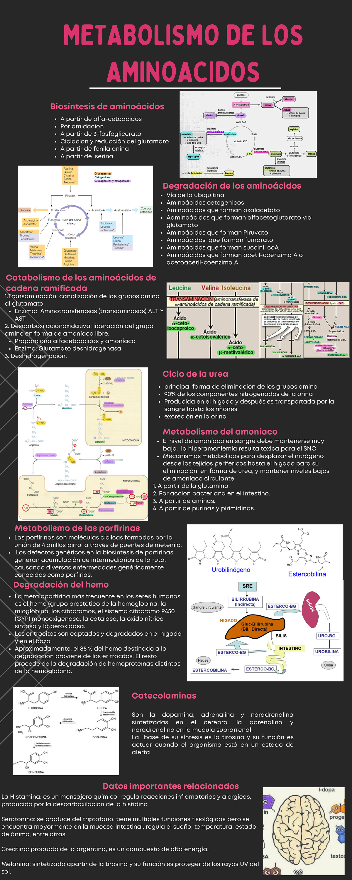 Metabolismo De Aminoácidos - METABOLISMO DE LOS AMINOACIDOS A Partir De ...