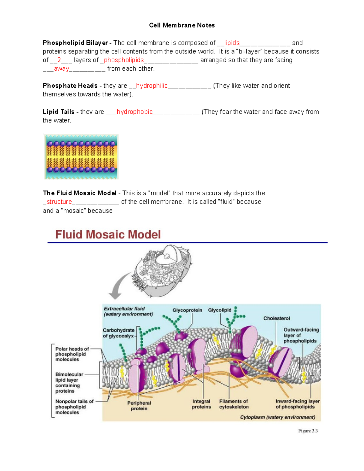 Cell+Membrane+Notes+Completed - Cell Membrane Notes Phospholipid ...