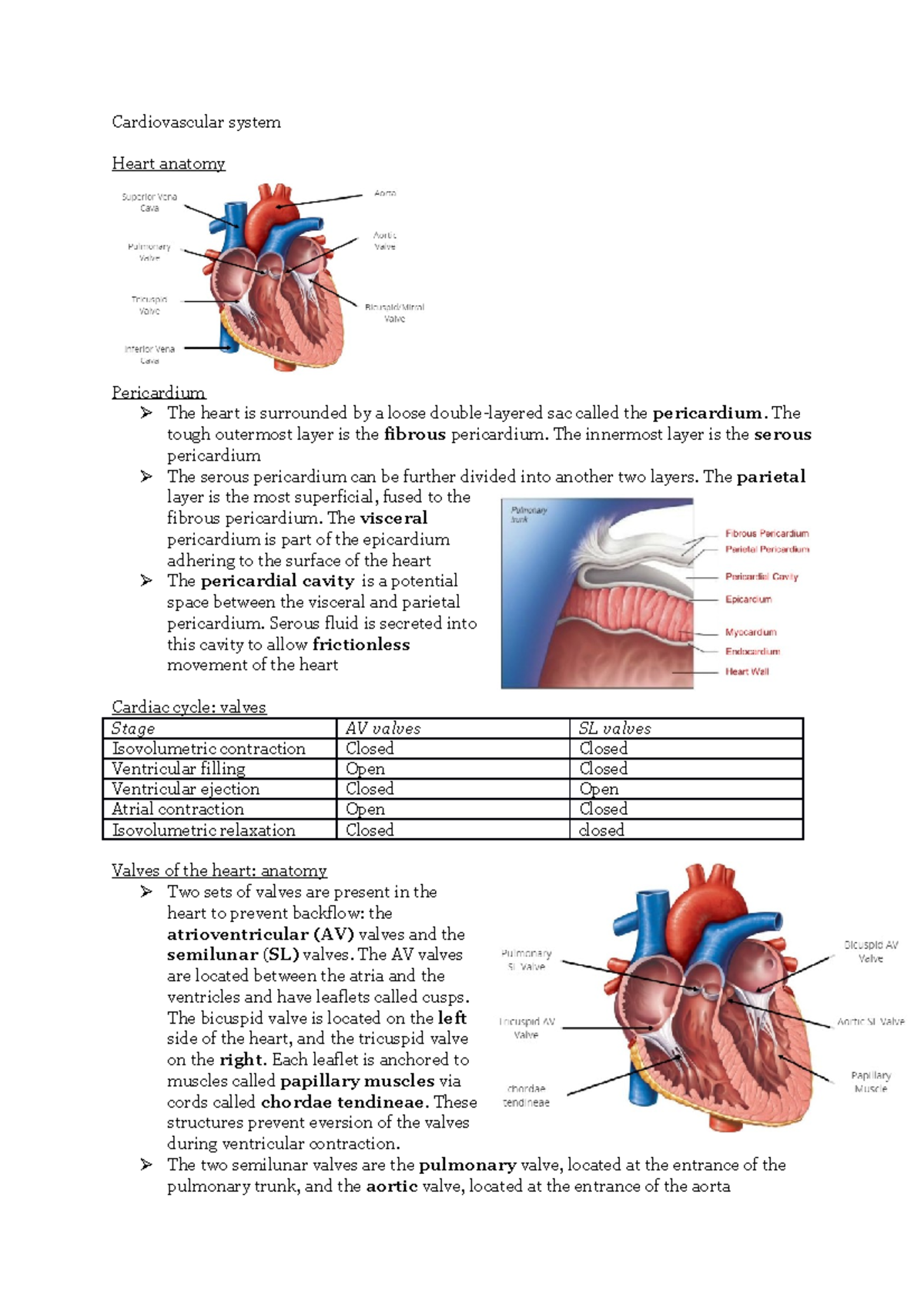 cardiovascular-notes-cardiovascular-system-heart-anatomy-pericardium