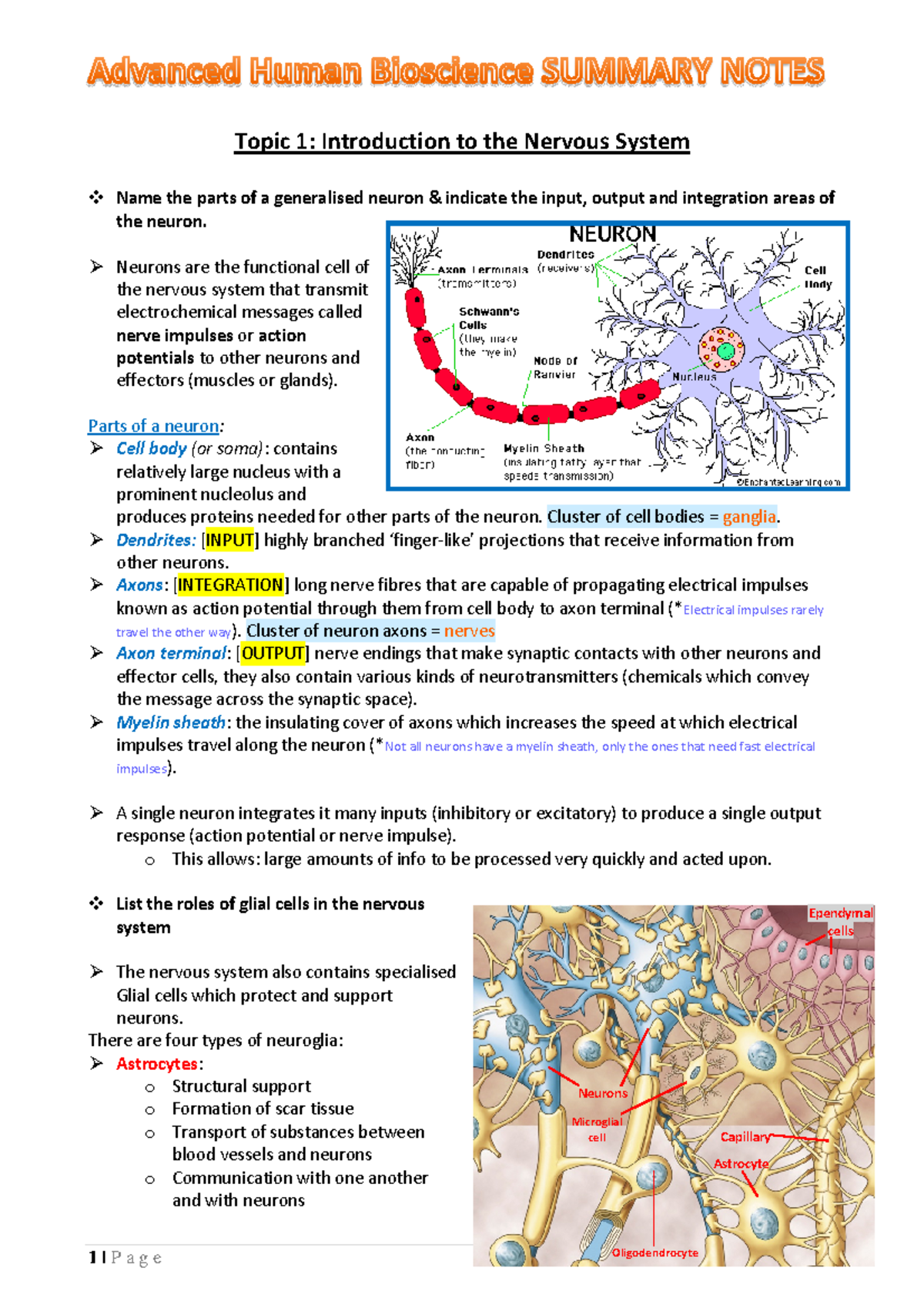 Hubs Advanced semester 2 - Topic 1: Introduction to the Nervous System ...