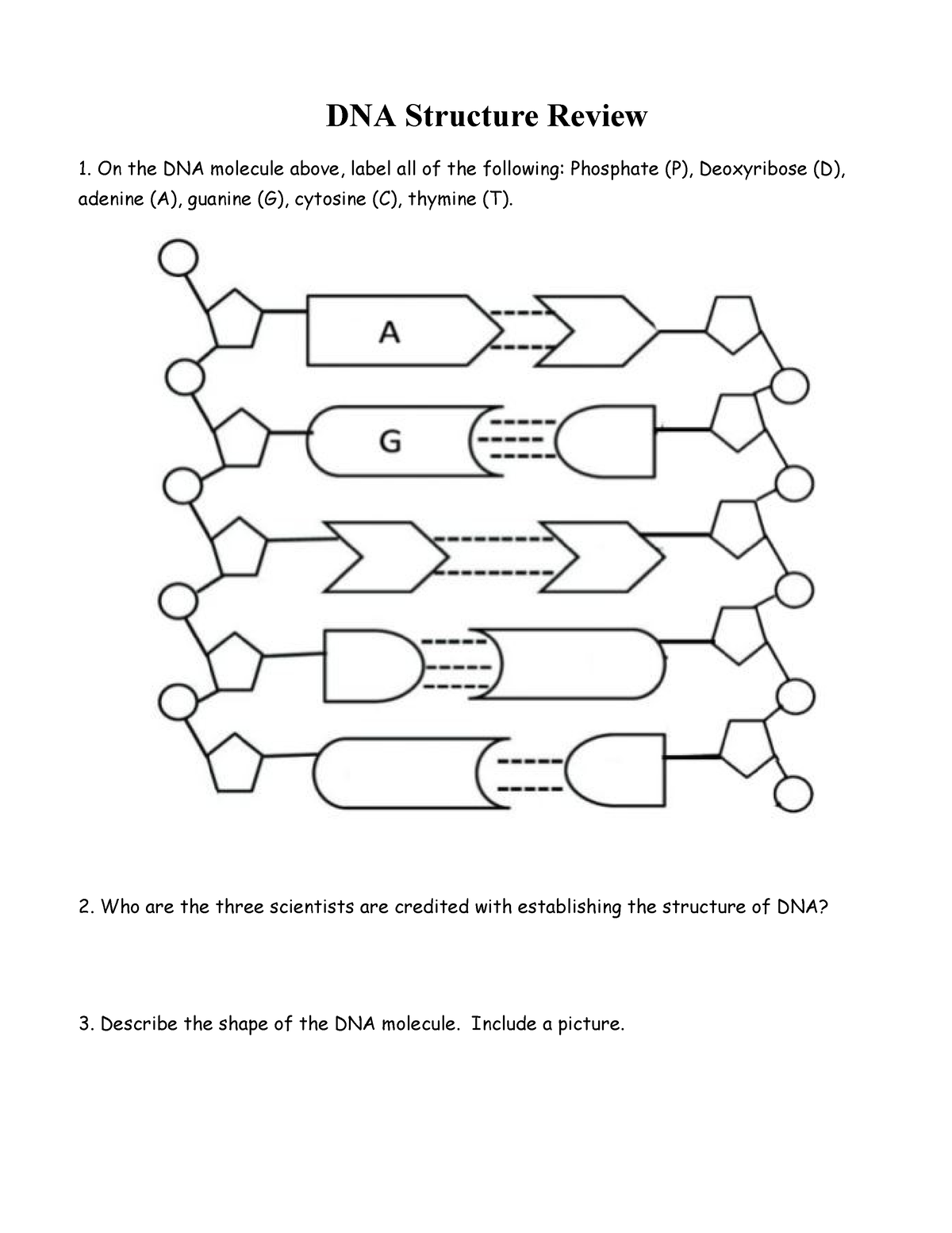 DNA Structure Worksheet - Studocu