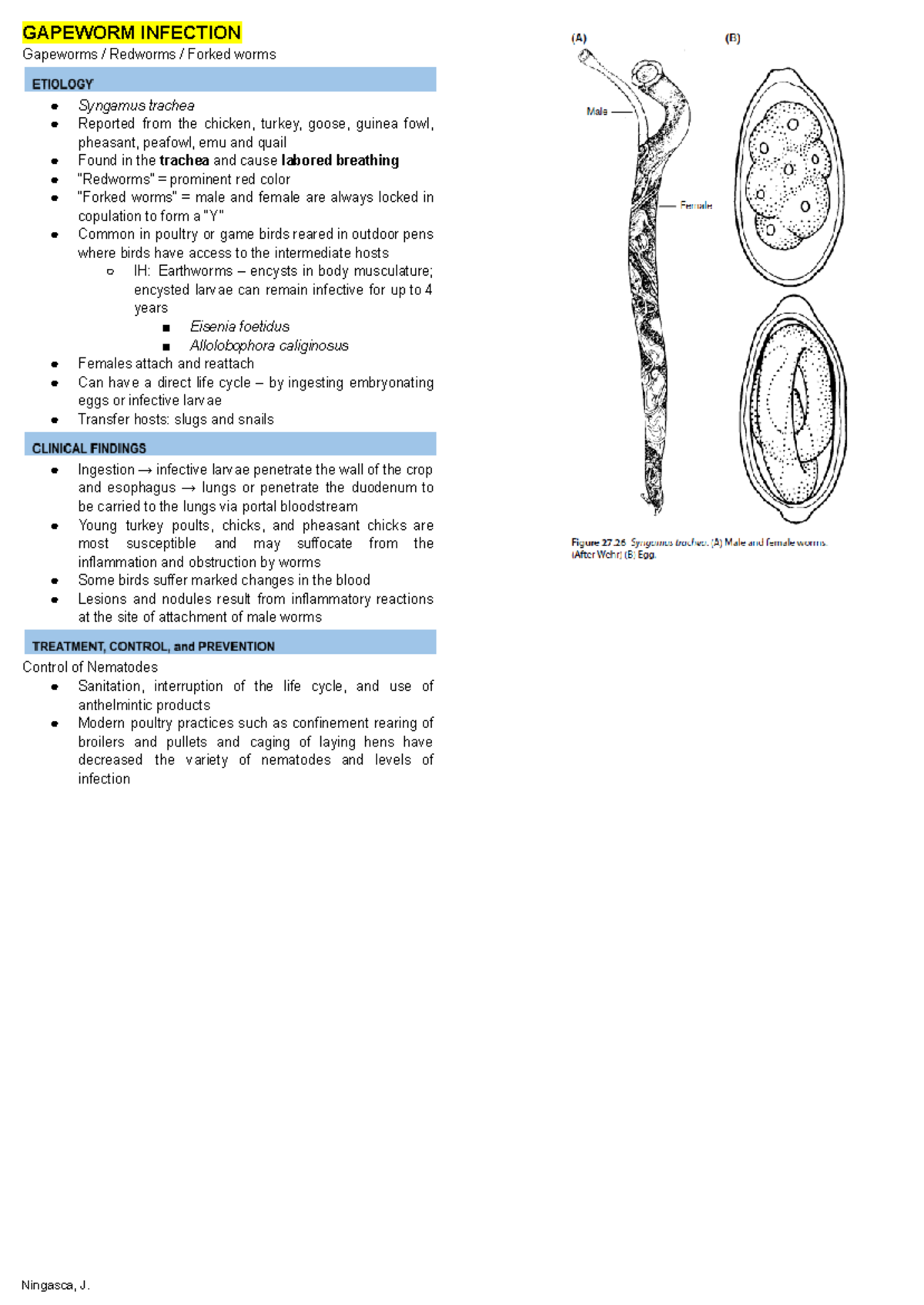 Poultry med - Gapeworm - GAPEWORM INFECTION Gapeworms / Redworms ...