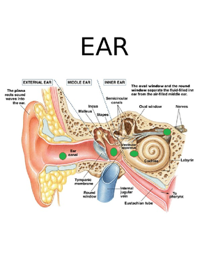 Anatomy questions(GIT) - Anatomy questions (MCQs & written) Oral cavity ...