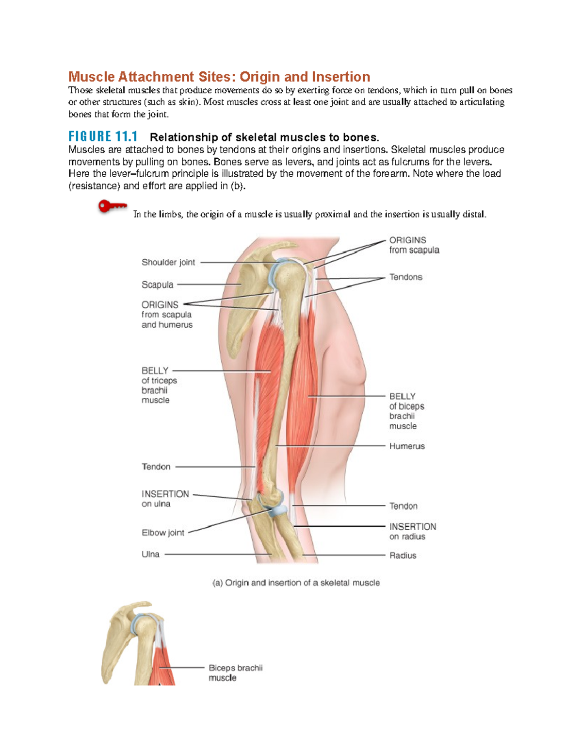 Ch 11 notes - Muscle Attachment Sites: Origin and Insertion Those ...