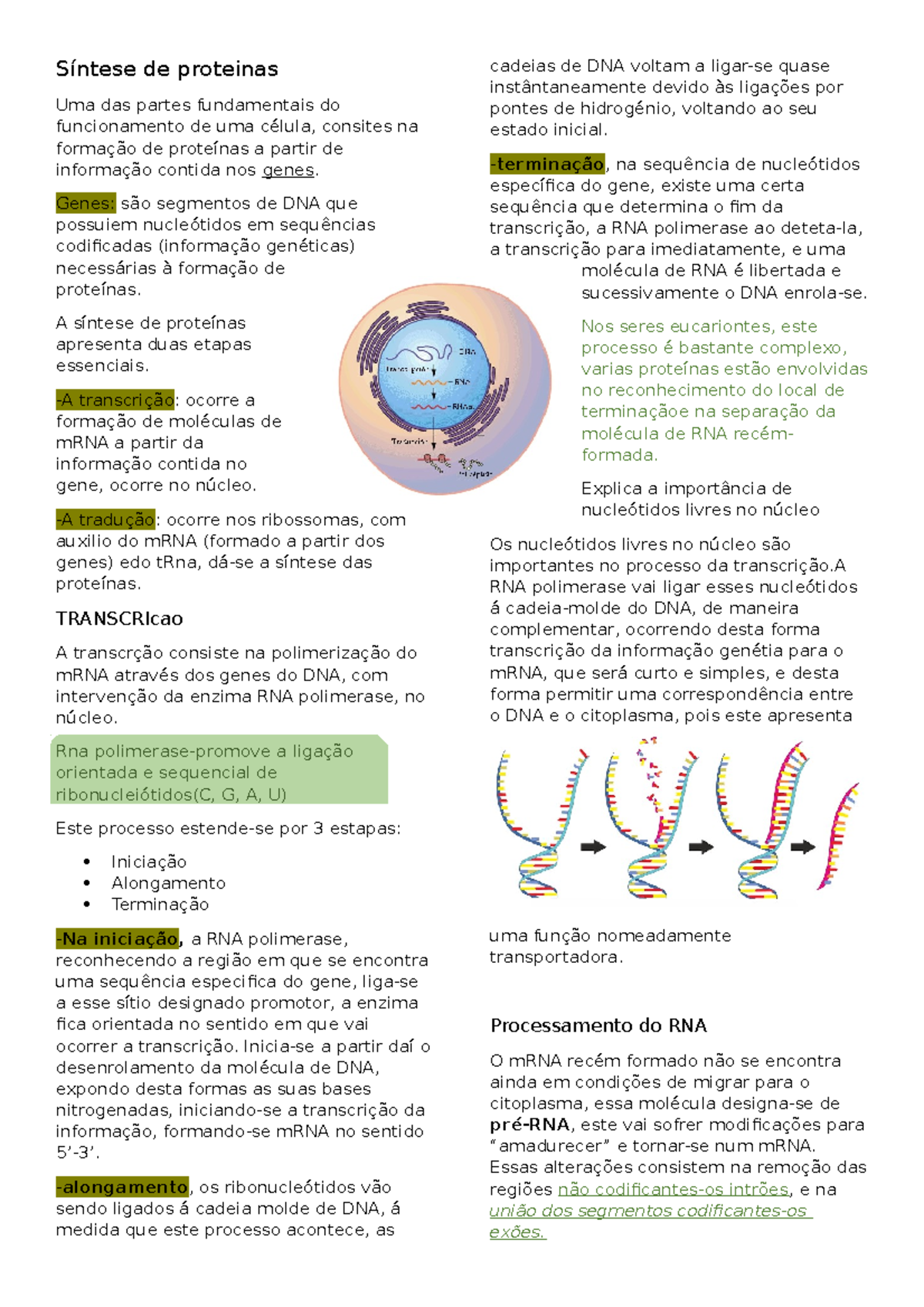 Síntese De Proteinas Resumos Biologia 11º Ano Síntese De Proteinas Uma Das Partes 0126