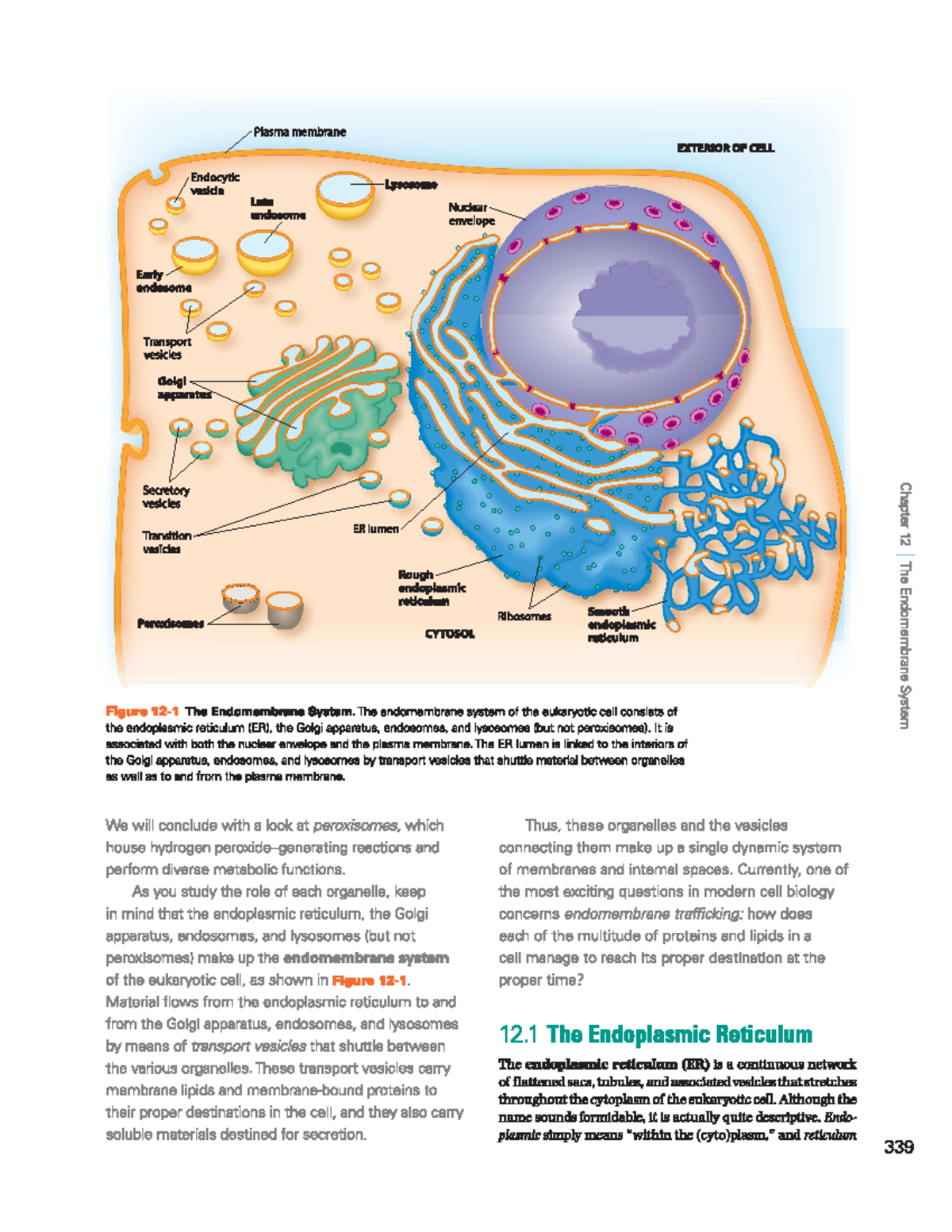 Endoplasmic Reticulum - Plasma membrane EXTERIOR OF CELL Endocytic ...