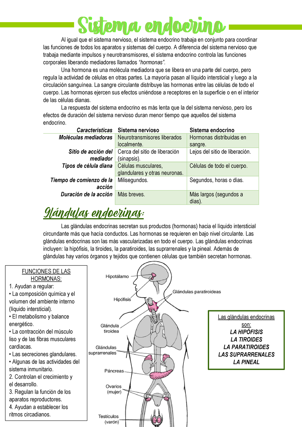 Sistema Endocrino - Resumen - Principios De Anatomía Y Fisiología - Al ...