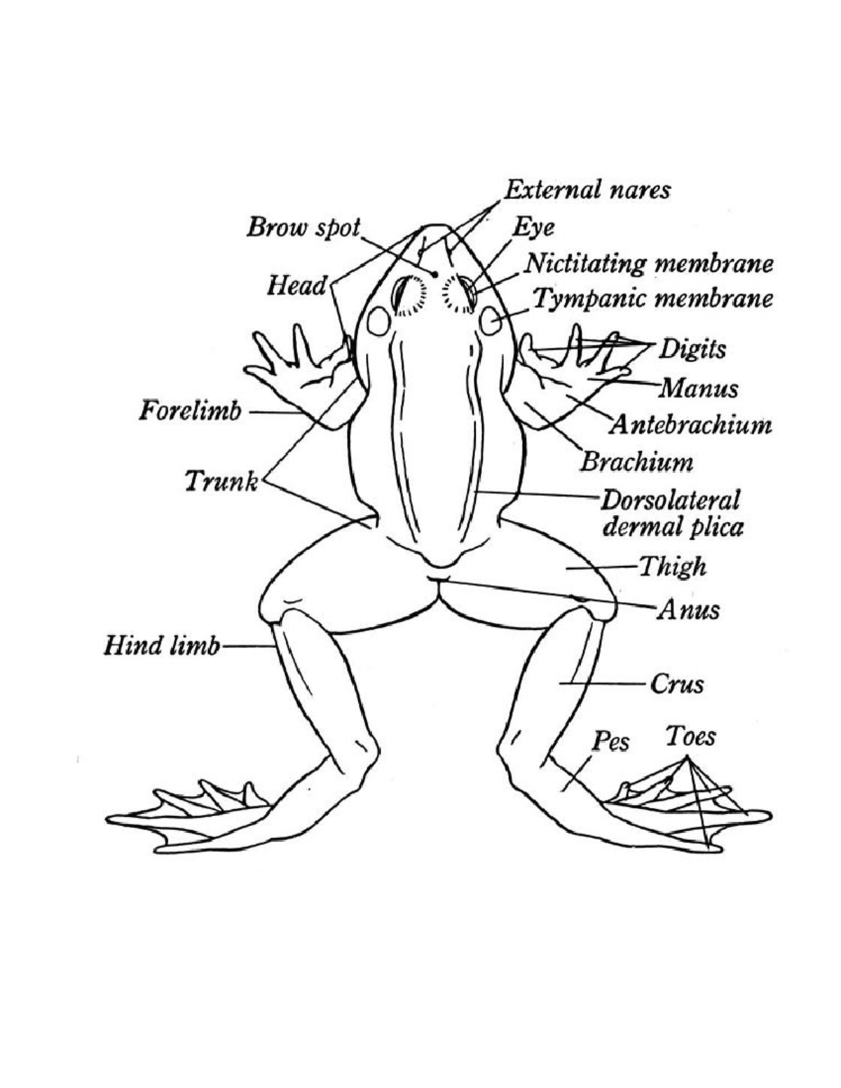 Untitleddesign26 Parts of frog drawings with label External nares