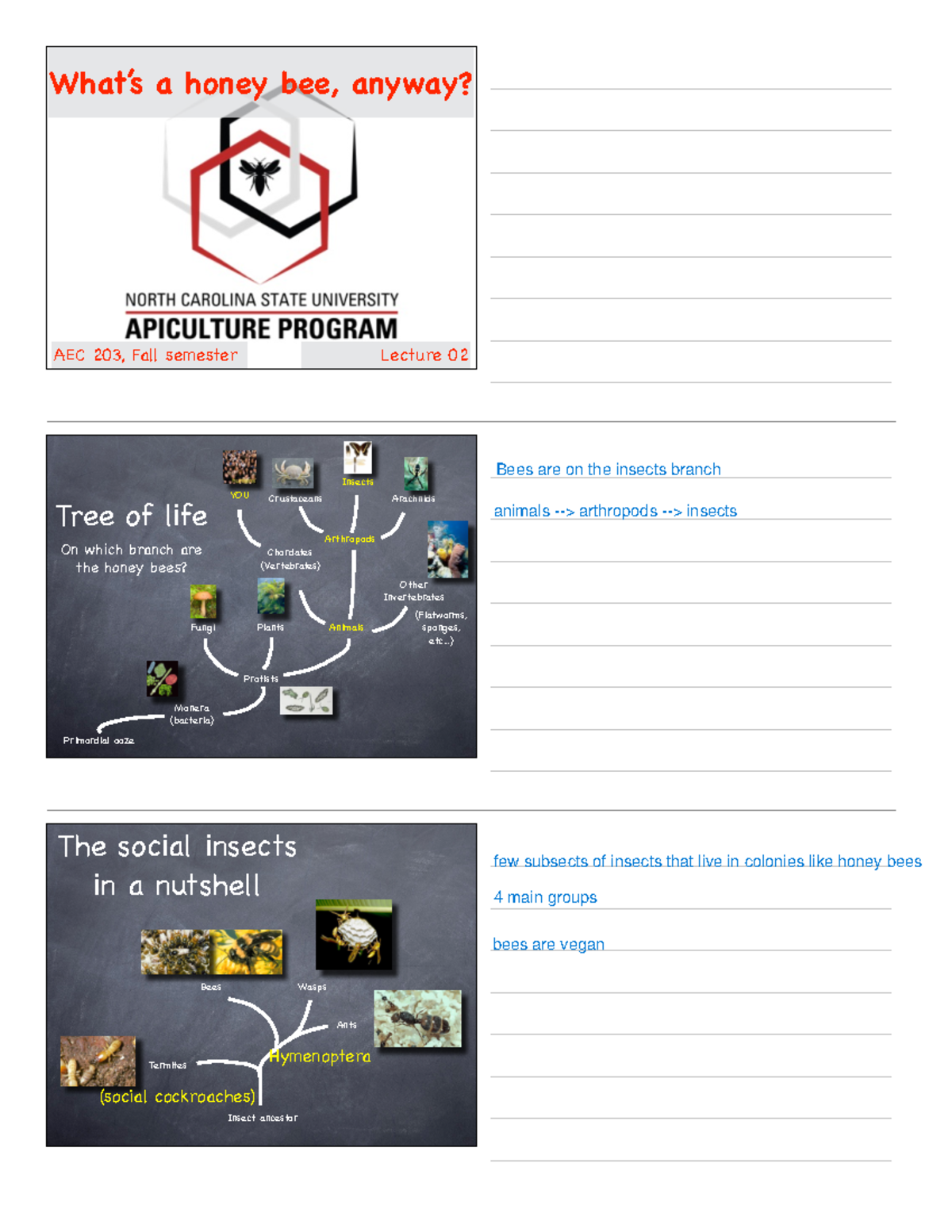 Lecture 02 - notes - What’s a honey bee, anyway? AEC 203, Fall semester ...