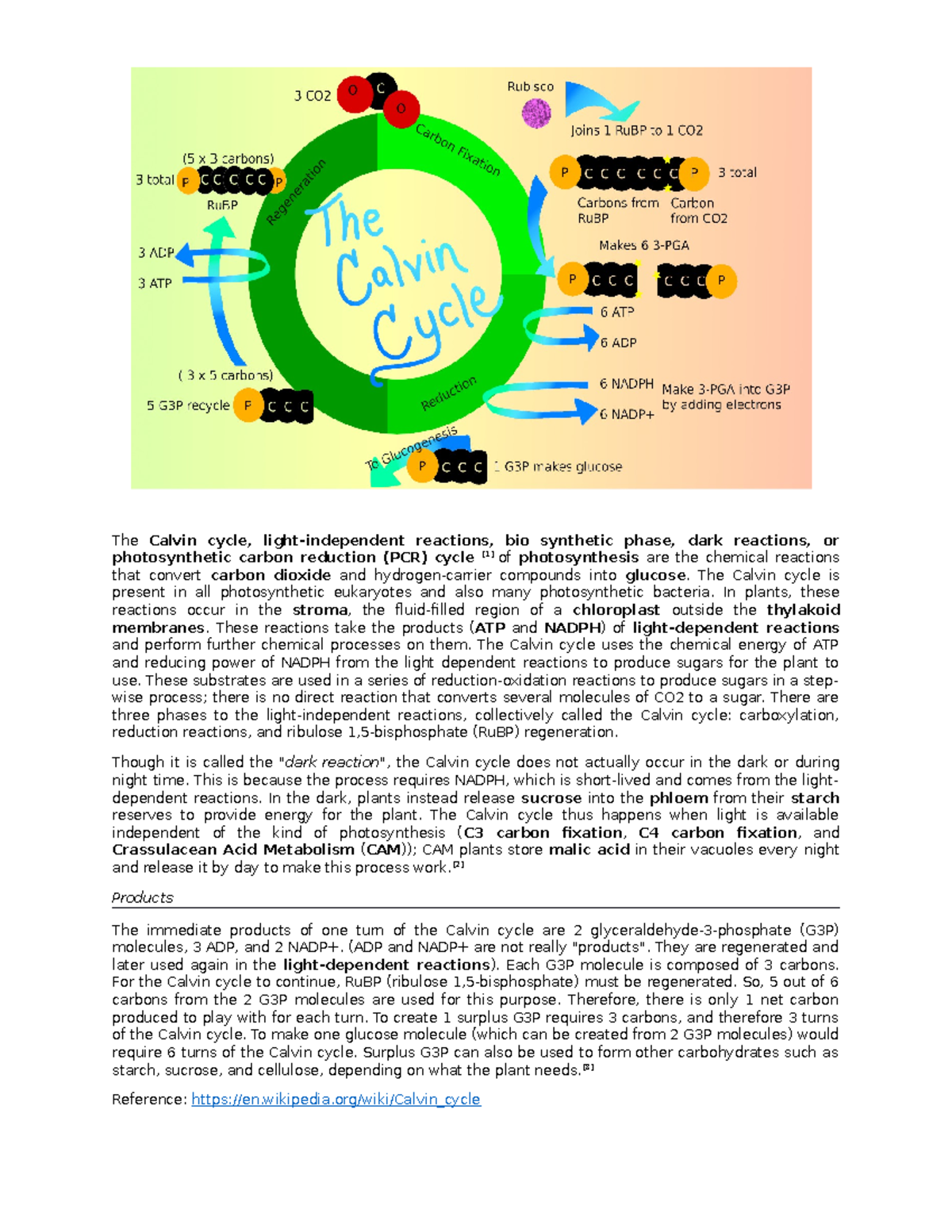 biology-shows-and-discusses-the-processes-of-the-calvin-cycle-the