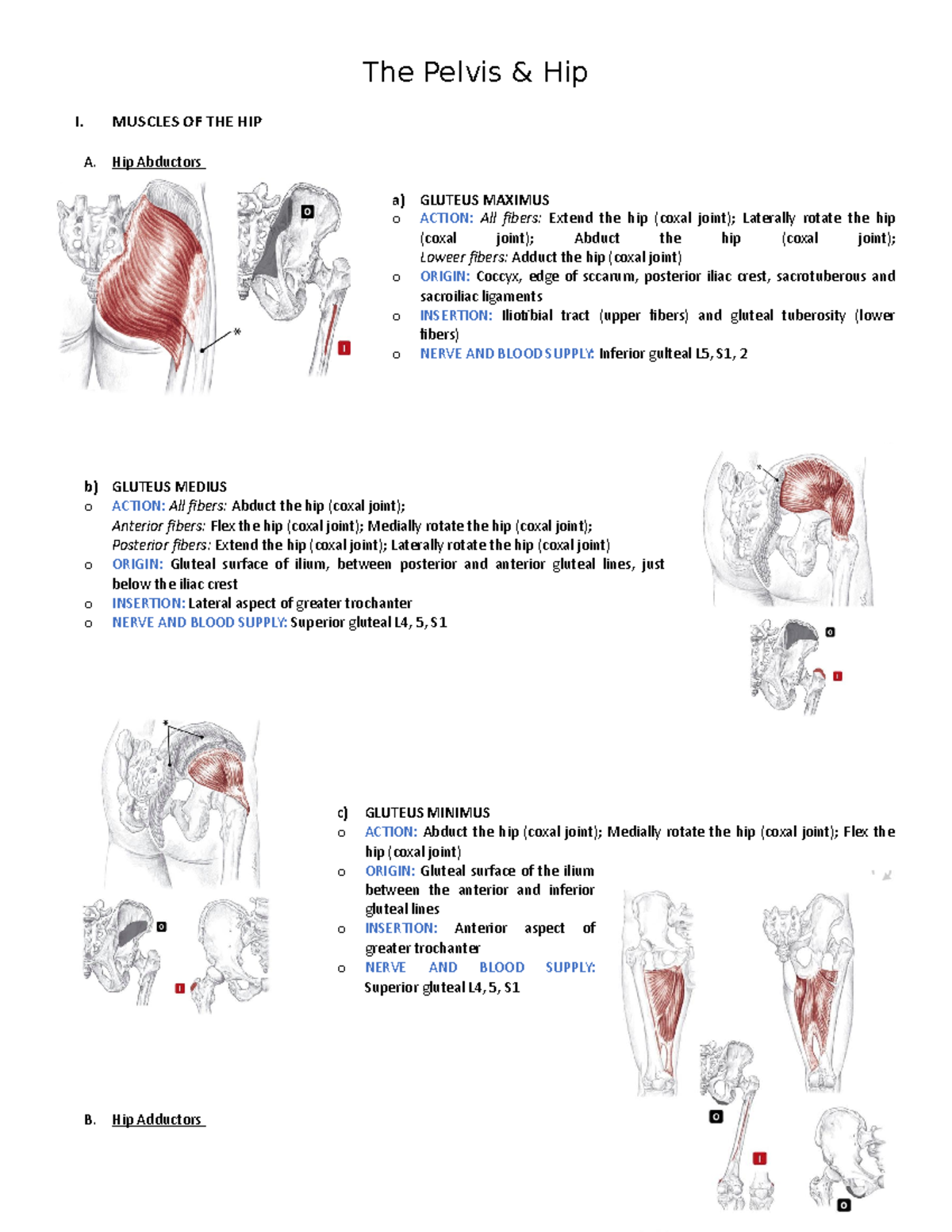 4. Pelvis and Hip The Pelvis & Hip I. MUSCLES OF THE HIP A. Hip