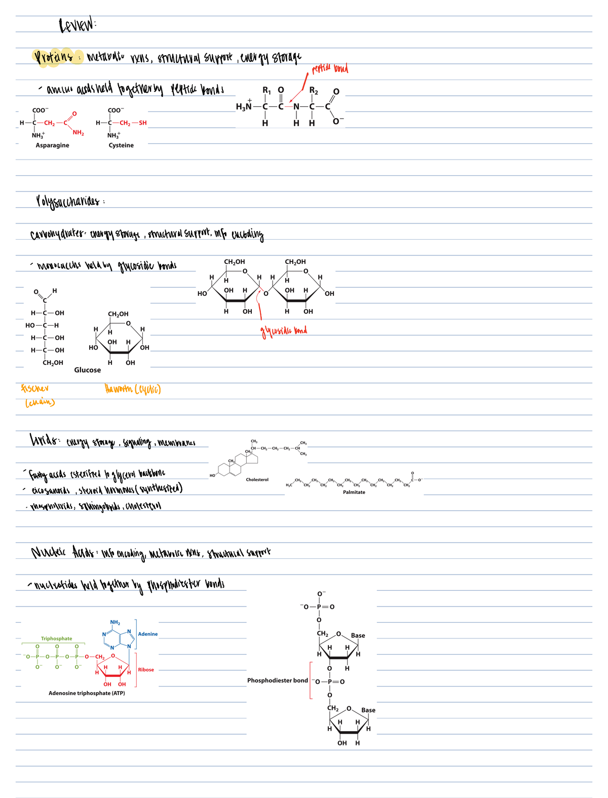 Biochem Unit 1 - Class Notes Unit 1 - REVIEW Proteins Metabolicryas ...