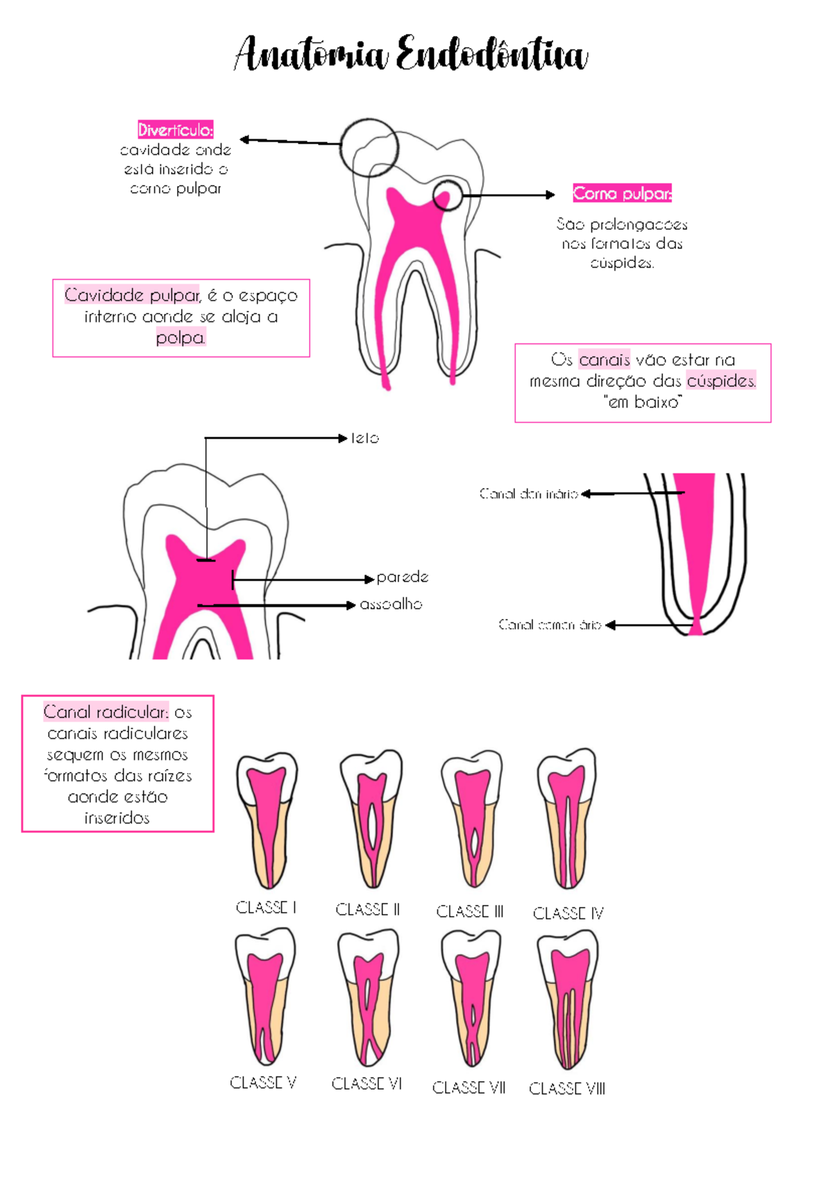 Endo anatomy - Material de Maria Eduarda A de Souza - Anatomia ...