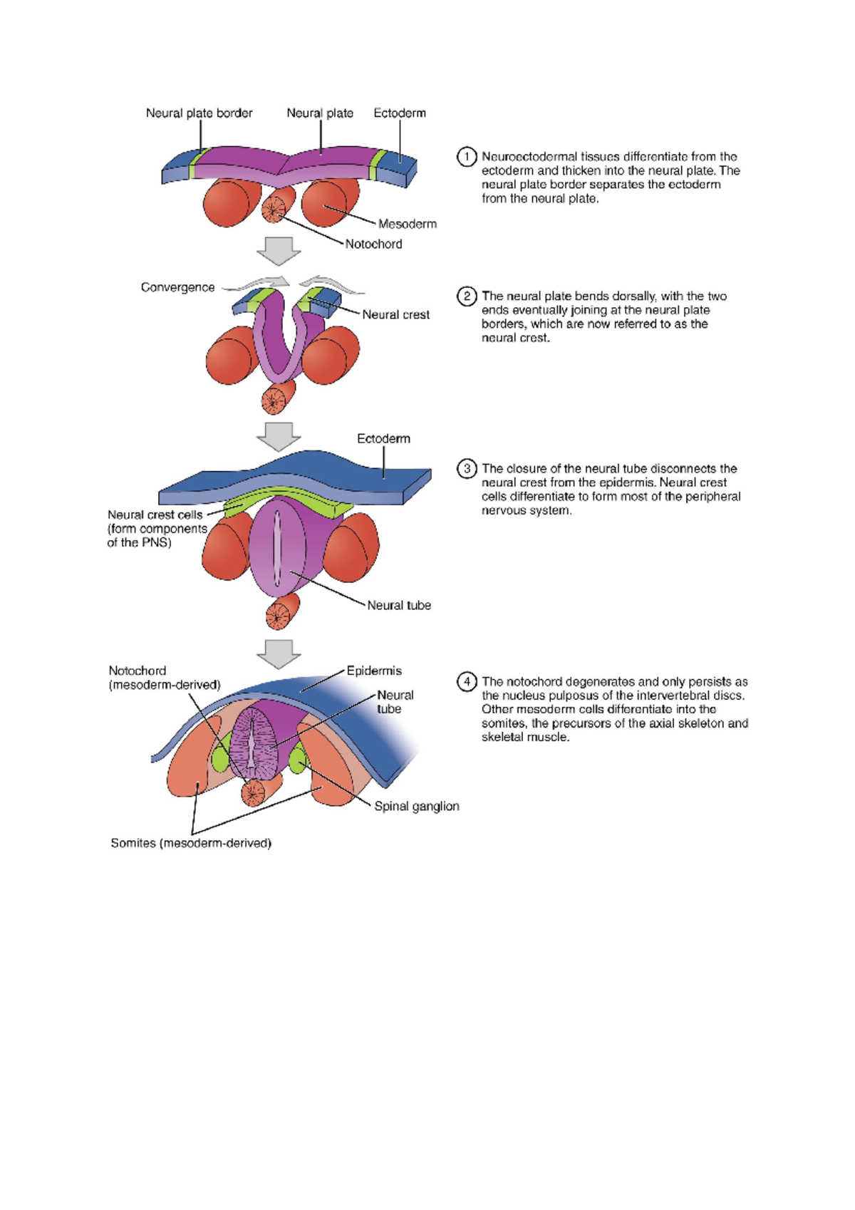 Embryology for babies - BIOL20912 - Manchester - Studocu