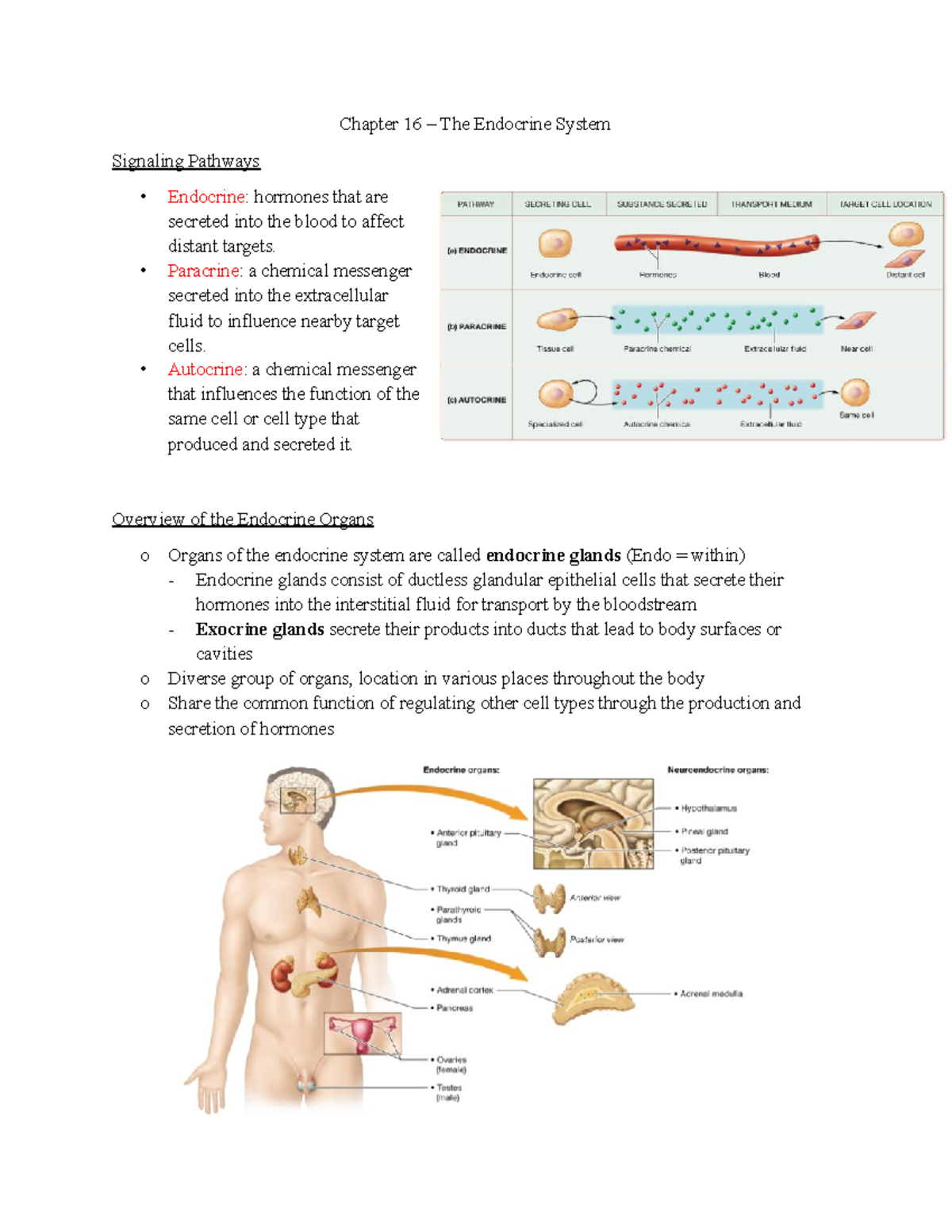 Notes 1 - 1-7 lecture - Chapter 16 – The Endocrine System Signaling ...