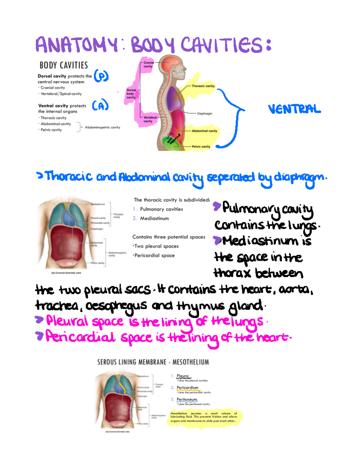 Anatomy Body cavities ANATOMY BODY CAVITIES p A VENTRAL Thoracic and