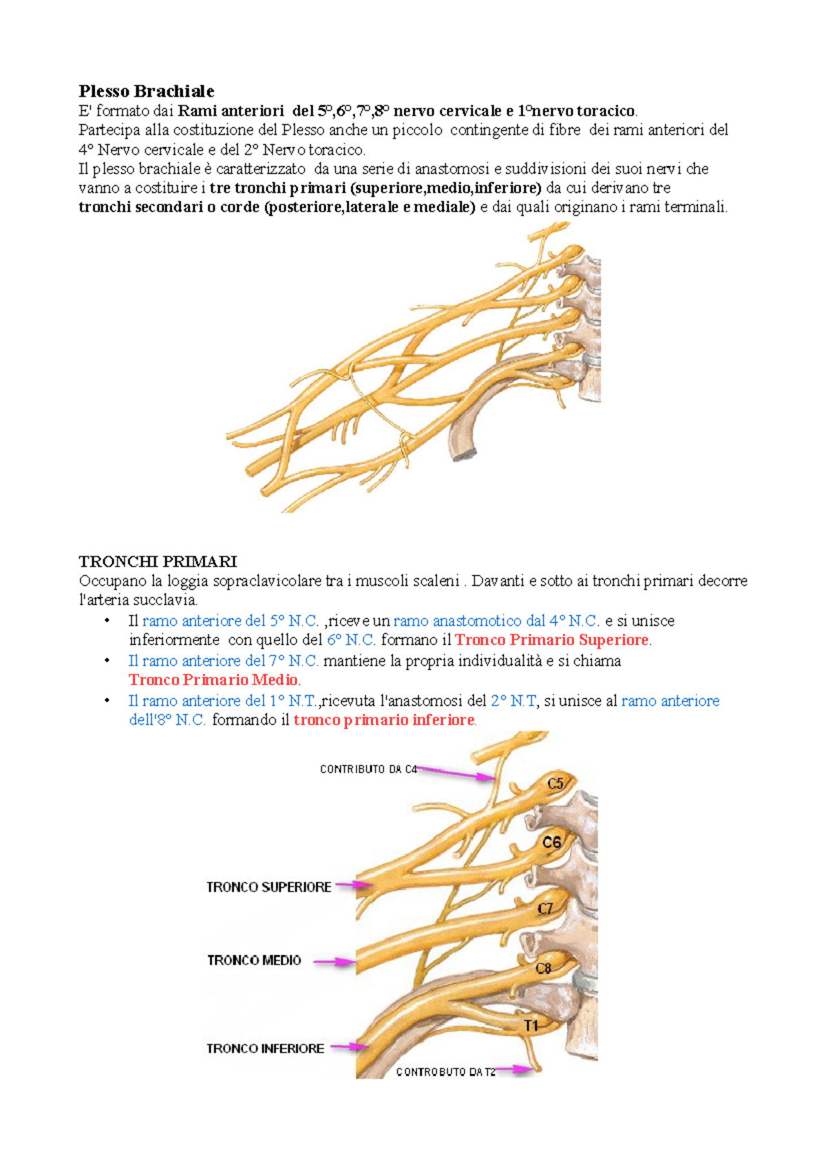 anatomia plesso brachiale pdf anatomia plesso brachiale pdf