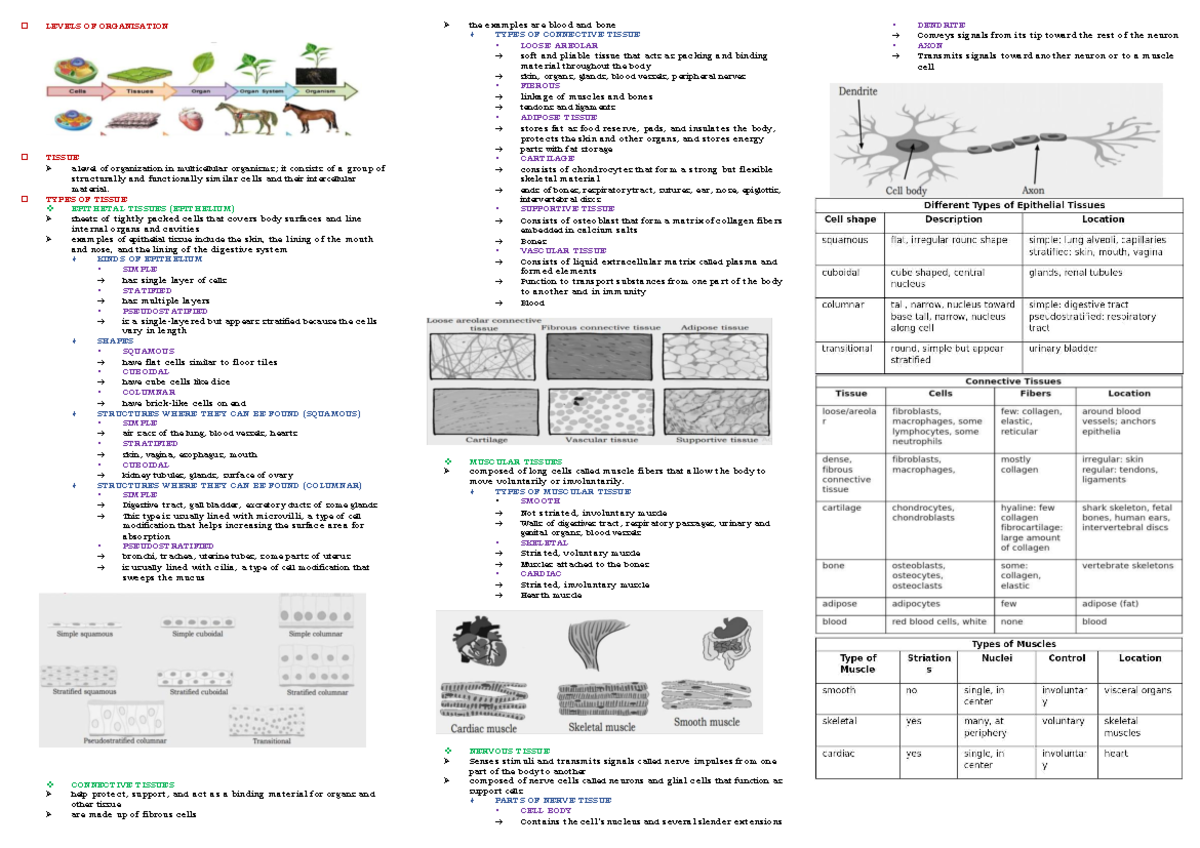 Tissues - LEVELS OF ORGANISATION TISSUE a level of organization in ...